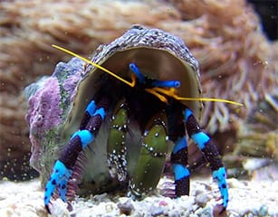 Electric Blue Hermit Crab