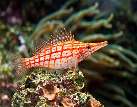 Longnose Hawkfish
