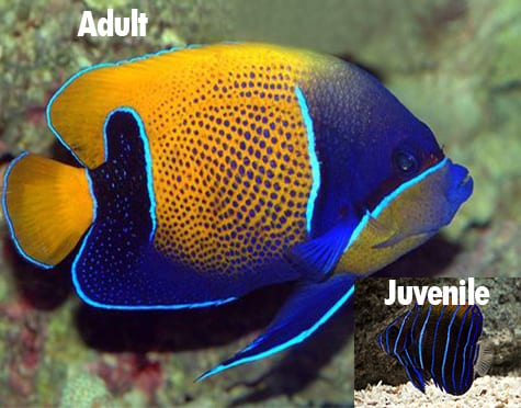 Majestic Angelfish