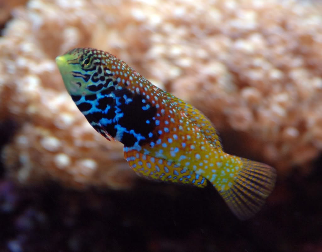 Peacock Wrasse