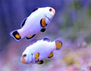 Platinum Clownfish