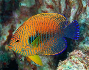 Potters Angelfish