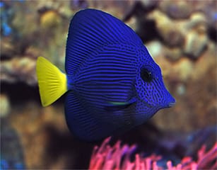 Purple Tang