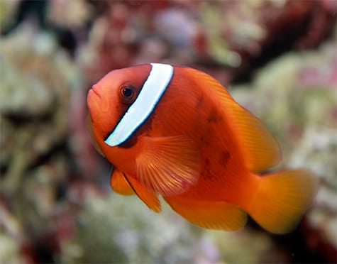 Tomatoe Clownfish